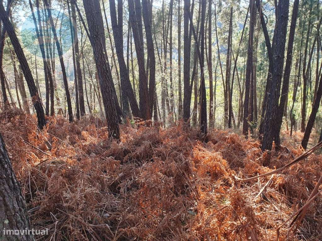 Quinta à venda, localizada no Lugar de Água Redonda, Cabeceiras de ...-27