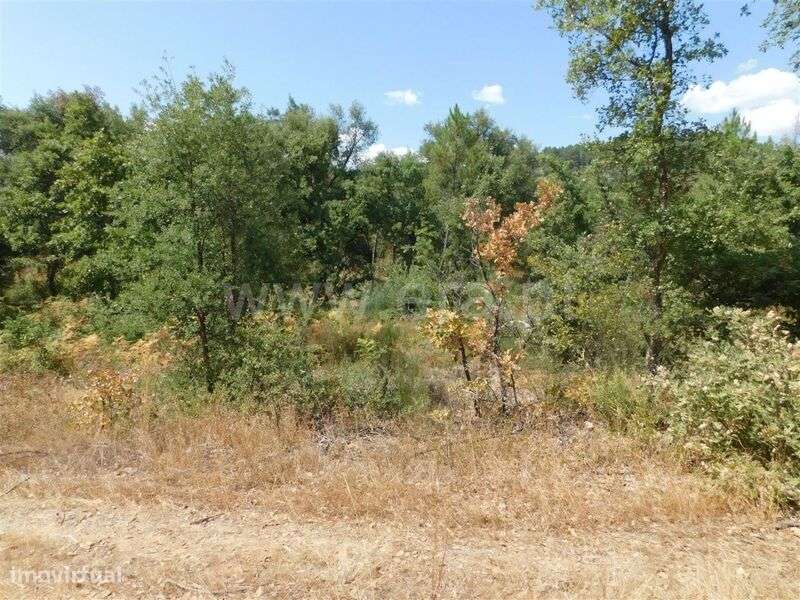 Terreno / Fundão, Quintãs - Grande imagem: 3/11