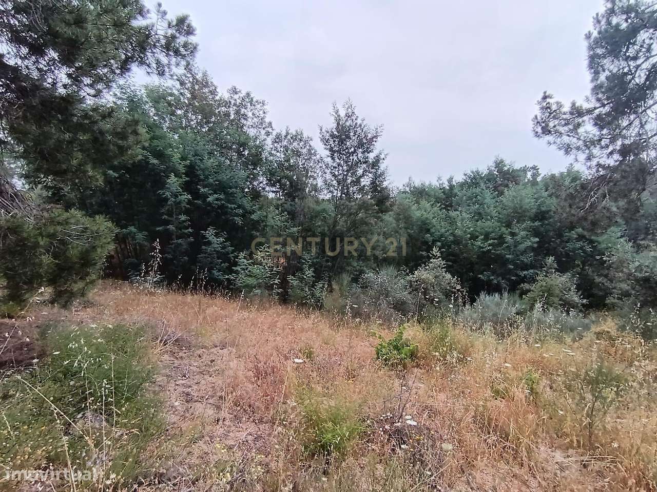 Terreno rustico com 9680 m2, em Palvarinho ( Barroca do Rato ) - Grande imagem: 4/8