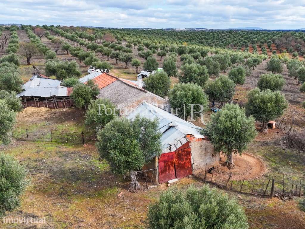 Herdade junto ao Alqueva com 15 hectares com Olival - Grande imagem: 5/23