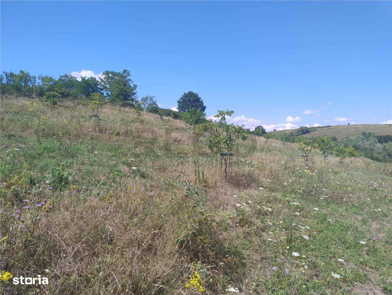 RECO Teren intravilan, Topesti - Imagine principală: 1/3