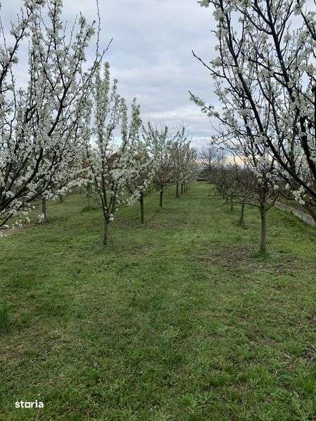 Teren intravilan 1363 mp Mandruloc - Imagine principală: 5/6