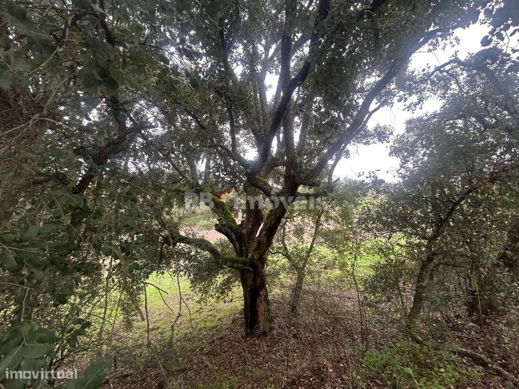 2 terrenos rústicos com 7160m2 - Aboboreira Fundeira, Tomar - Grande imagem: 5/18