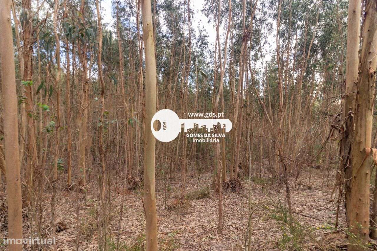 Terreno Rústico à Venda – 6.600m² | Travassos, Morreira, Braga-6