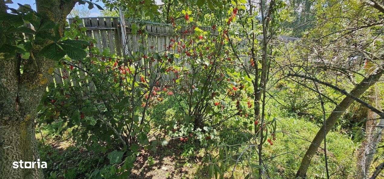 CASA VACANTA-zona pitoreasca minunata-5