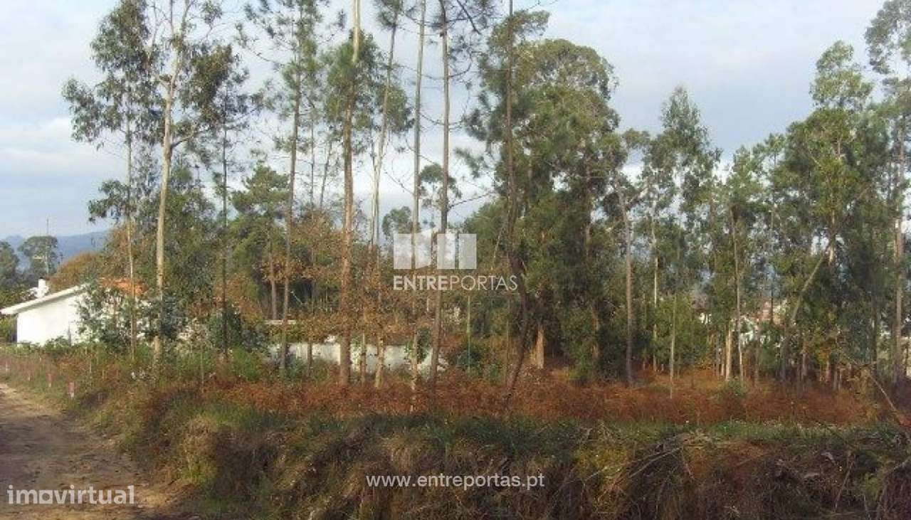 Terreno Agrícola - Vila Franca - Grande imagem: 3/30