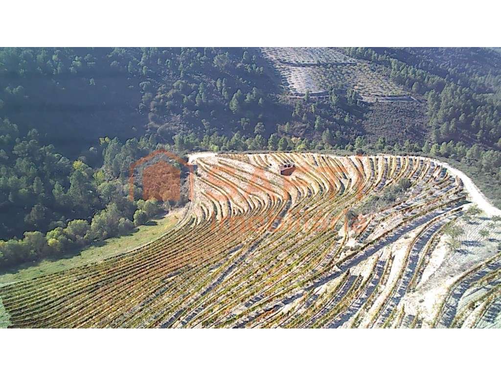 Quinta de 15Ha - Grande imagem: 3/8