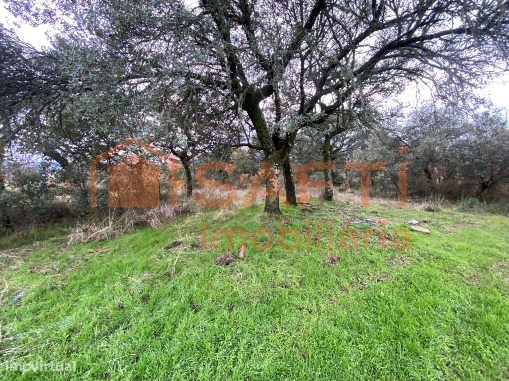 Olival de Excelência com 2,2 Hectares em Macedo de Cavaleiros - Pro...-2