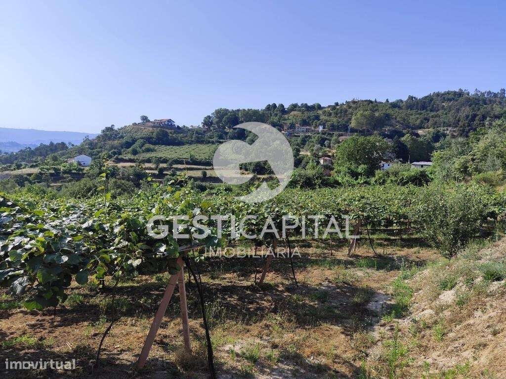 Pomar Kiwis Erica - Grande imagem: 5/6