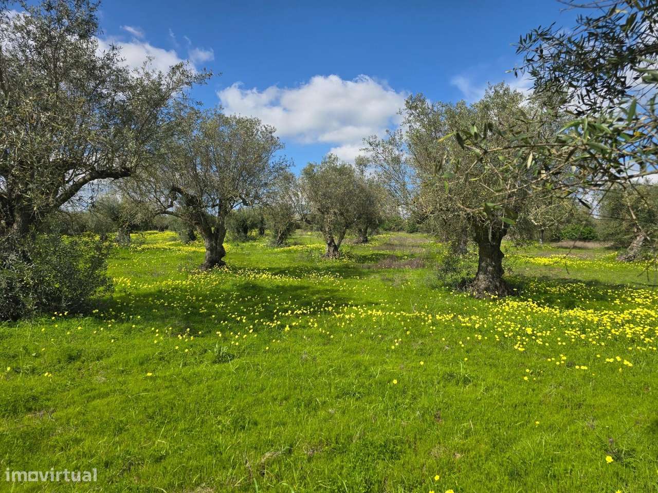 Terrenos agrícola junto à aldeia de Pedrógão do Alentejo - Vidigueira - Grande imagem: 3/24