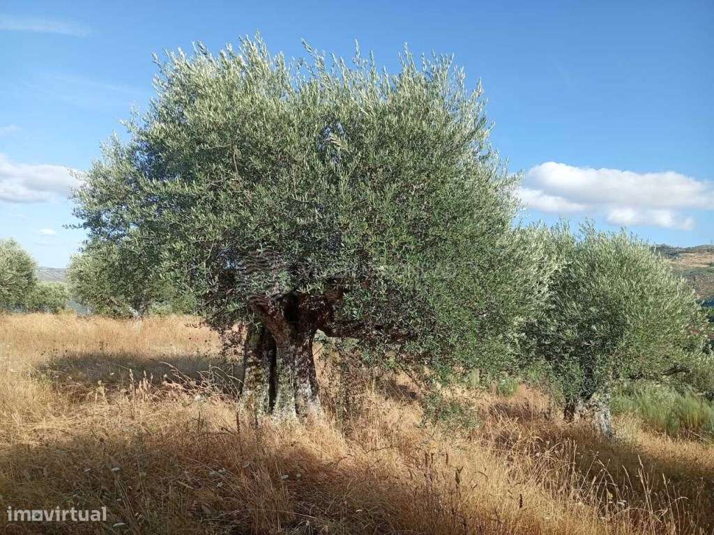 Quinta situada na pitoresca aldeia de Barcos. - Grande imagem: 4/31