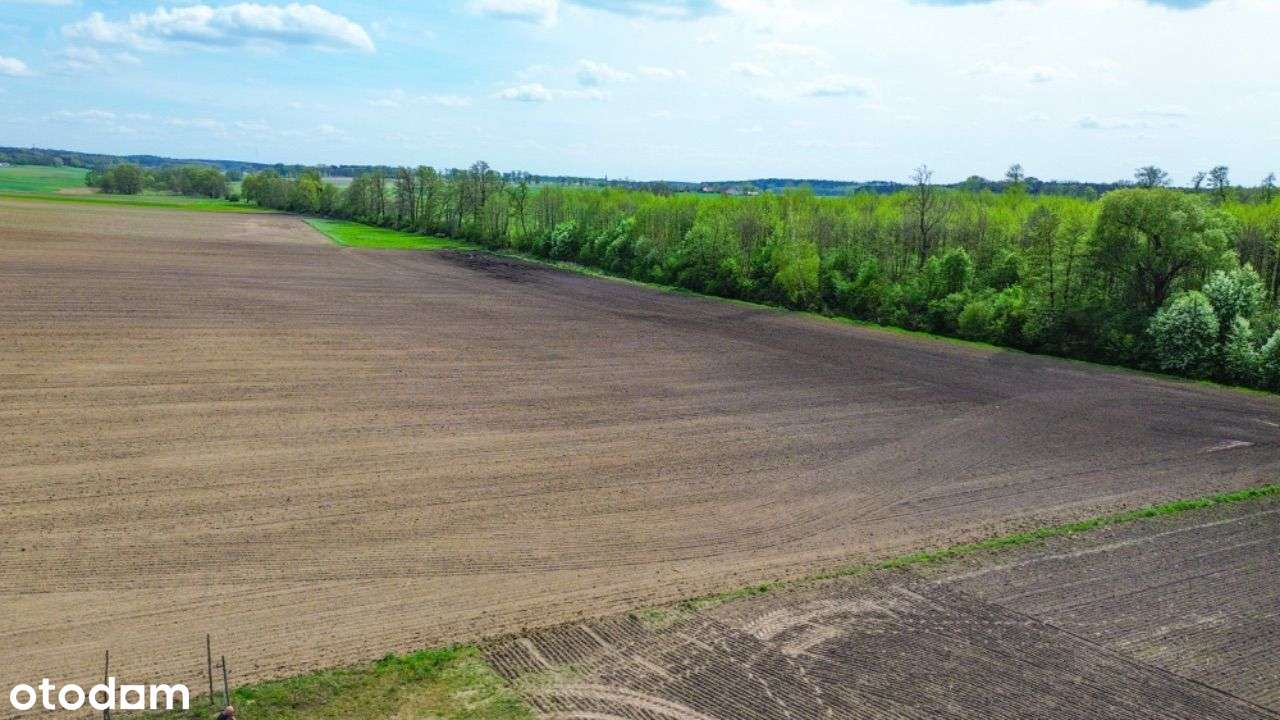 Działka z Ścianą LASU oraz Widokiem na ROZLEWISKA - Pełny obrazek: 4/5