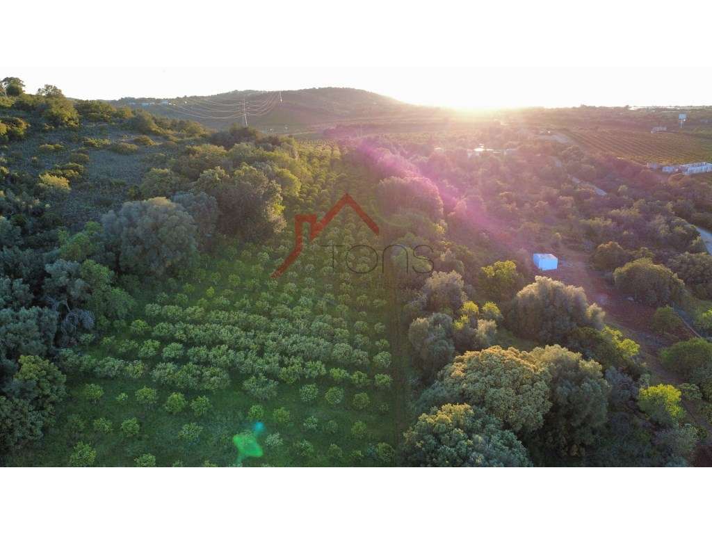 Moradia T3 e Terreno de 2,1 ha com Laranjal Produtivo em Paderne - Grande imagem: 5/5