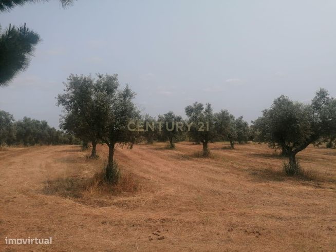 Terreno/Olival  de 11.700 m2 , com Casa para recuperar,  Olival tradic-26
