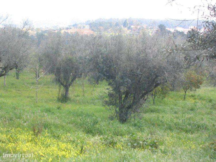 Moradia T3 para restauto, ourém - nossa senhora da piedade - Grande imagem: 3/6