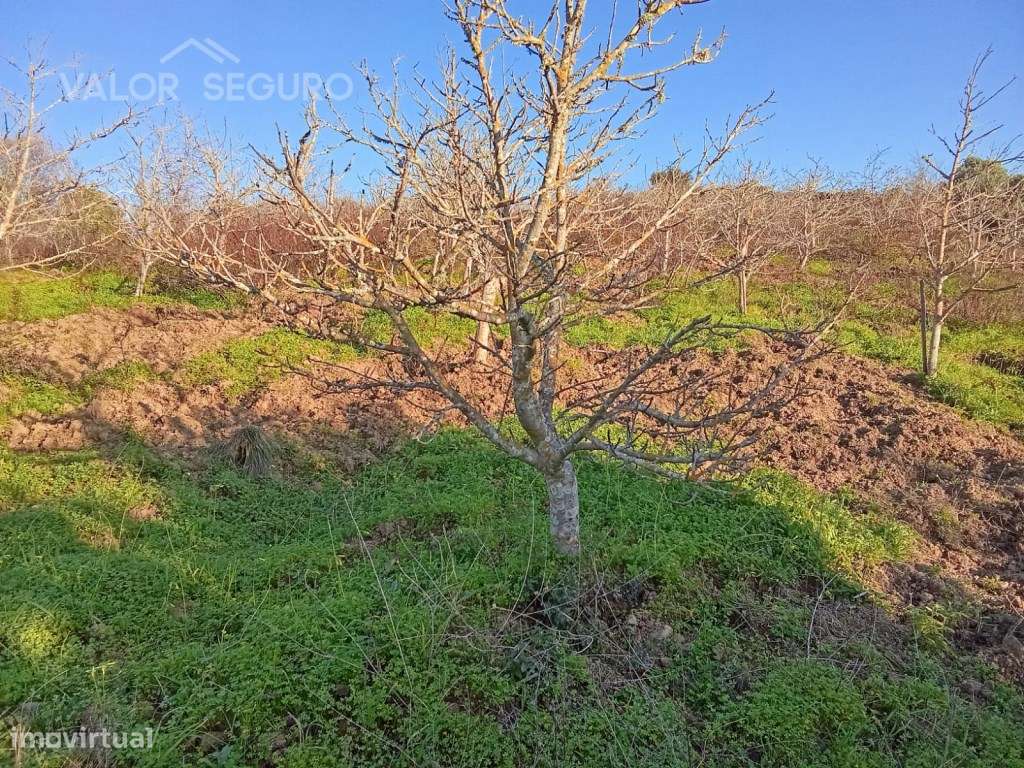 Terreno rústico em Vale Serrão, Pereiro de Palhacana, Alenquer-21