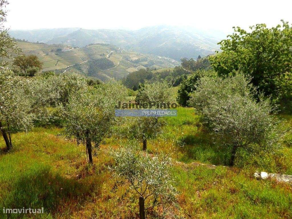 Ruína para restaurar em terreno de 3.500m2 com oliveiras. Portugal,... - Grande imagem: 3/9