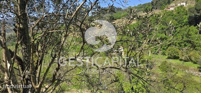 Oportunidade Única: Quinta para Habitação, Turismo ou Agricultura em M-45