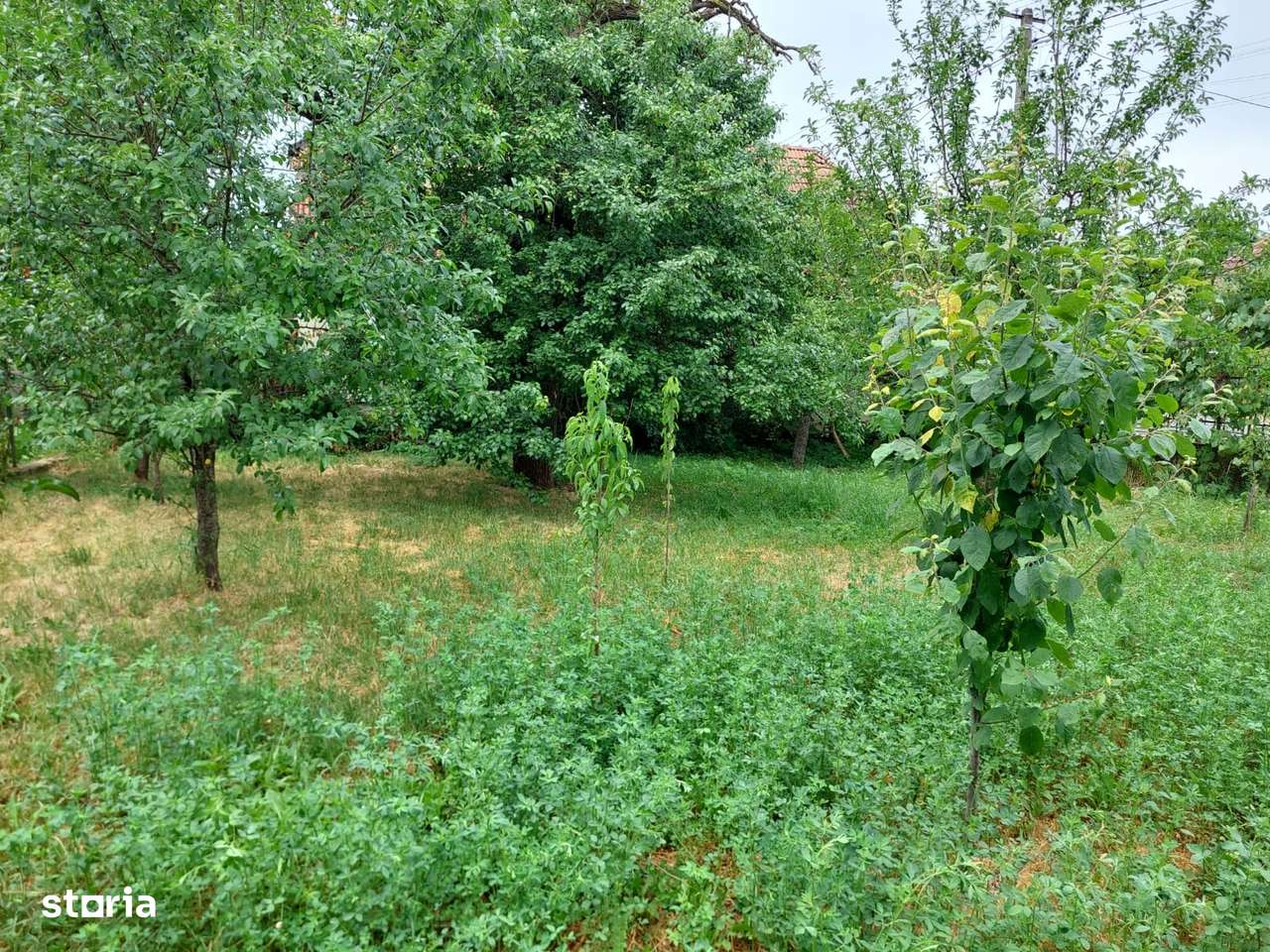 Vând Grădină de 2000 mp în Centrul Satului Cuzăplac la nr 249-6