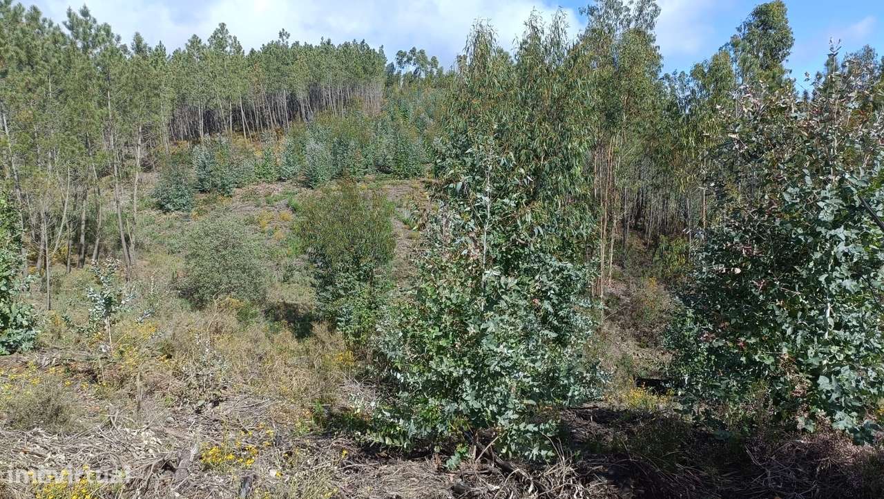 Terreno Rústico - Lameiros - Proença a Nova - Grande imagem: 3/4