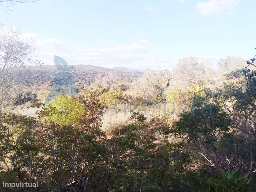 Terreno fértil em zona rural, para agricultura, projeto florestal, ... - Grande imagem: 2/7