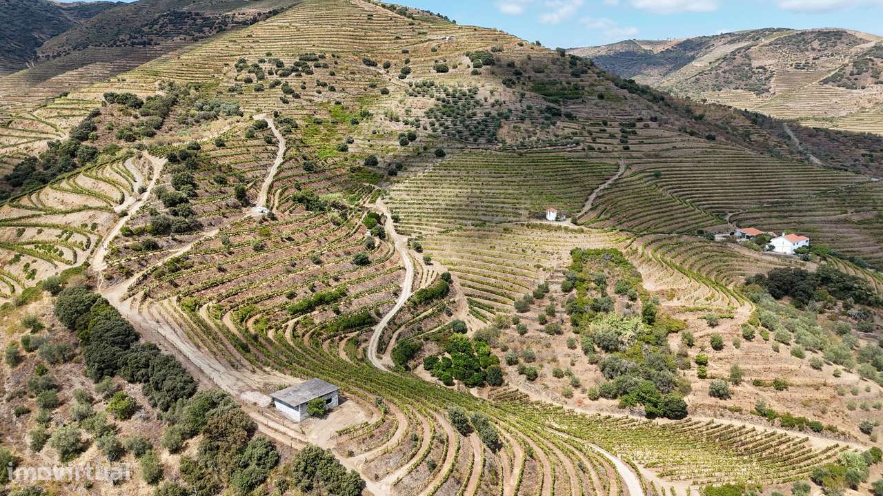 Farm with productive vineyard in the Douro Demarcated Region — São Joã-14