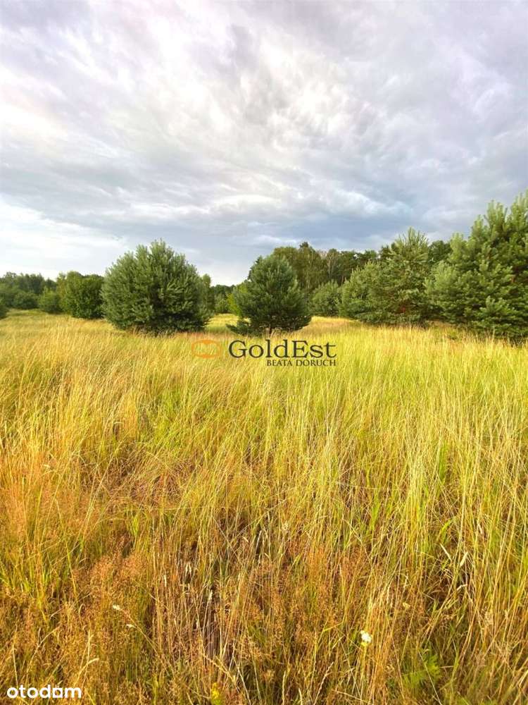 Działki letniskowe obok jeziora i lasu - Rokitki - Pełny obrazek: 5/7