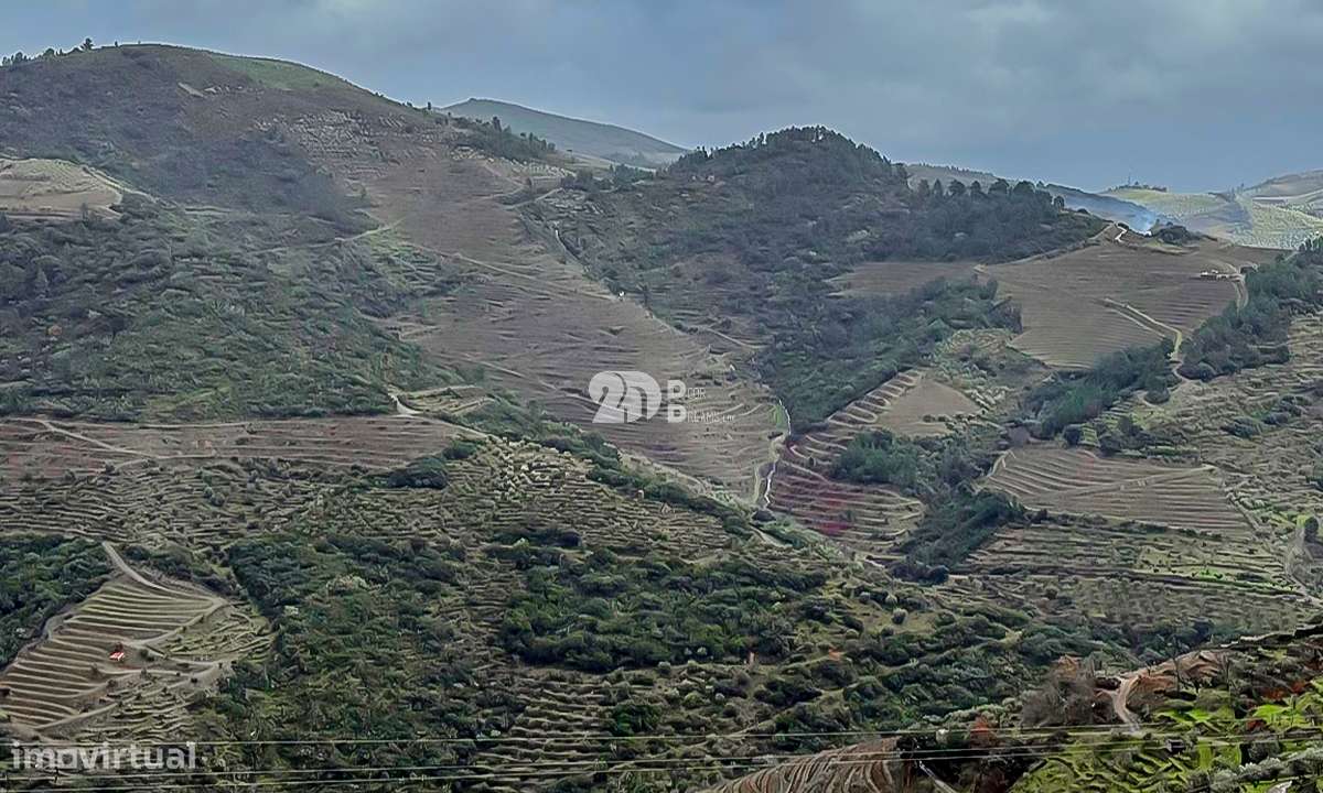 Quinta - Tabuaço - Grande imagem: 3/12