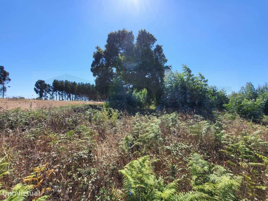 Terreno para moradias a 5 minutos do Glicínias - Grande imagem: 3/5