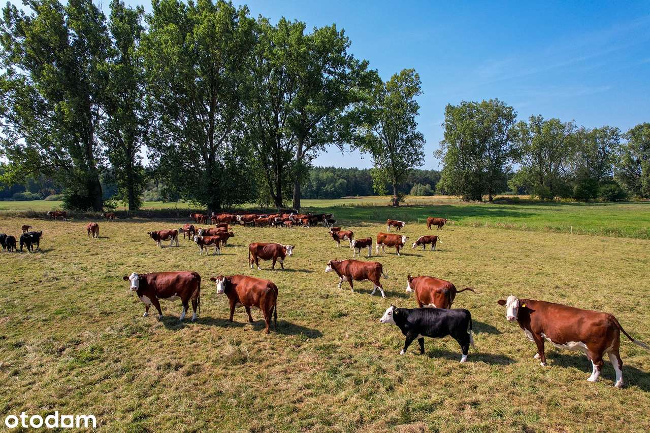 Las! Ogródek! 4 pokoje na dwóch piętrach!-18