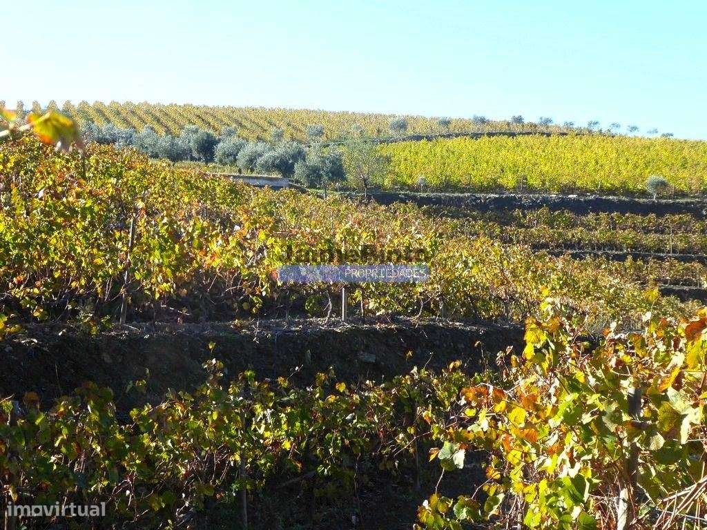 Quinta Vinho do Porto, 25ha, Douro. Portugal, V. N. Foz Côa. - Grande imagem: 5/10