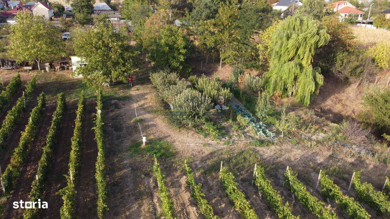 Teren intravilan Tecuci/Podgorie si Pomi Fructiferi/5000 mp - Imagine principală: 5/14