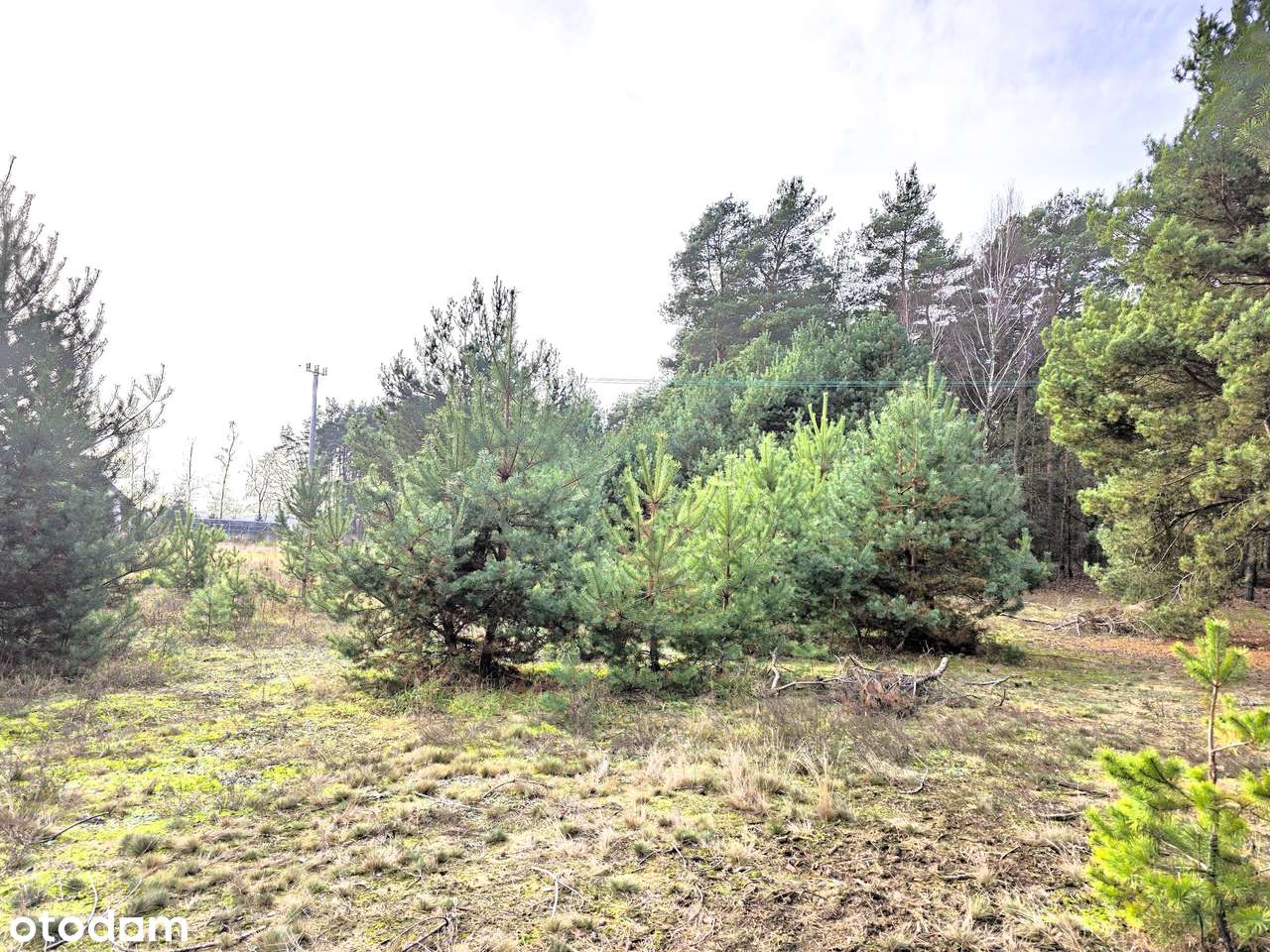 Działka 2935m² z MPZP, PRZY LESIE i Ścieżce Rowerowej - Bieńki Śmietan-10