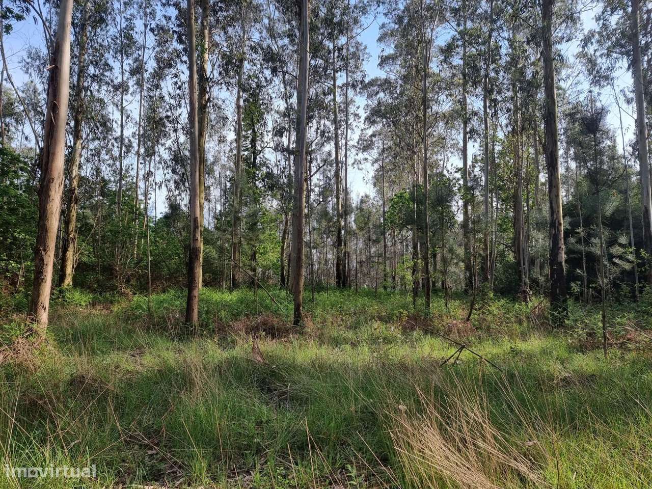 Terreno rústico com pinhal em Terroso - Póvoa de Varzim - Grande imagem: 2/19