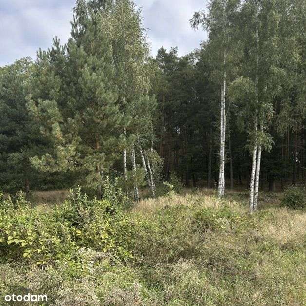 Działka budowlana pod lasem - Pełny obrazek: 5/7