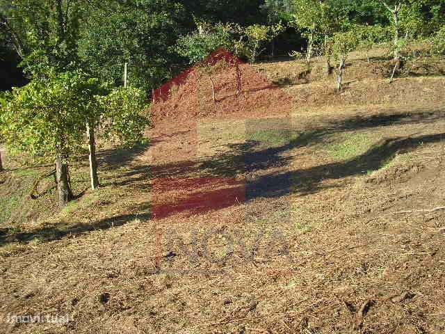 Terreno Florestal em Covas - Grande imagem: 4/17