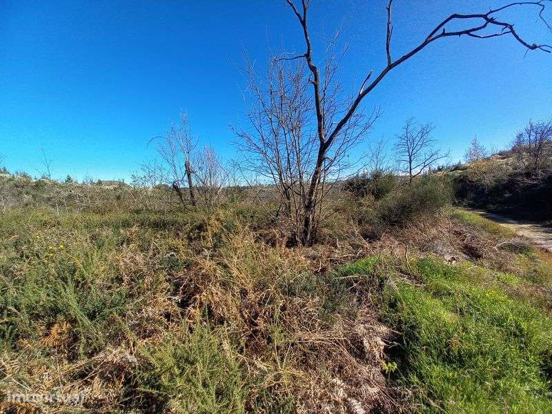 Terreno Rustico - 2.5 hectares - Travanca de Lagos - Grande imagem: 4/10