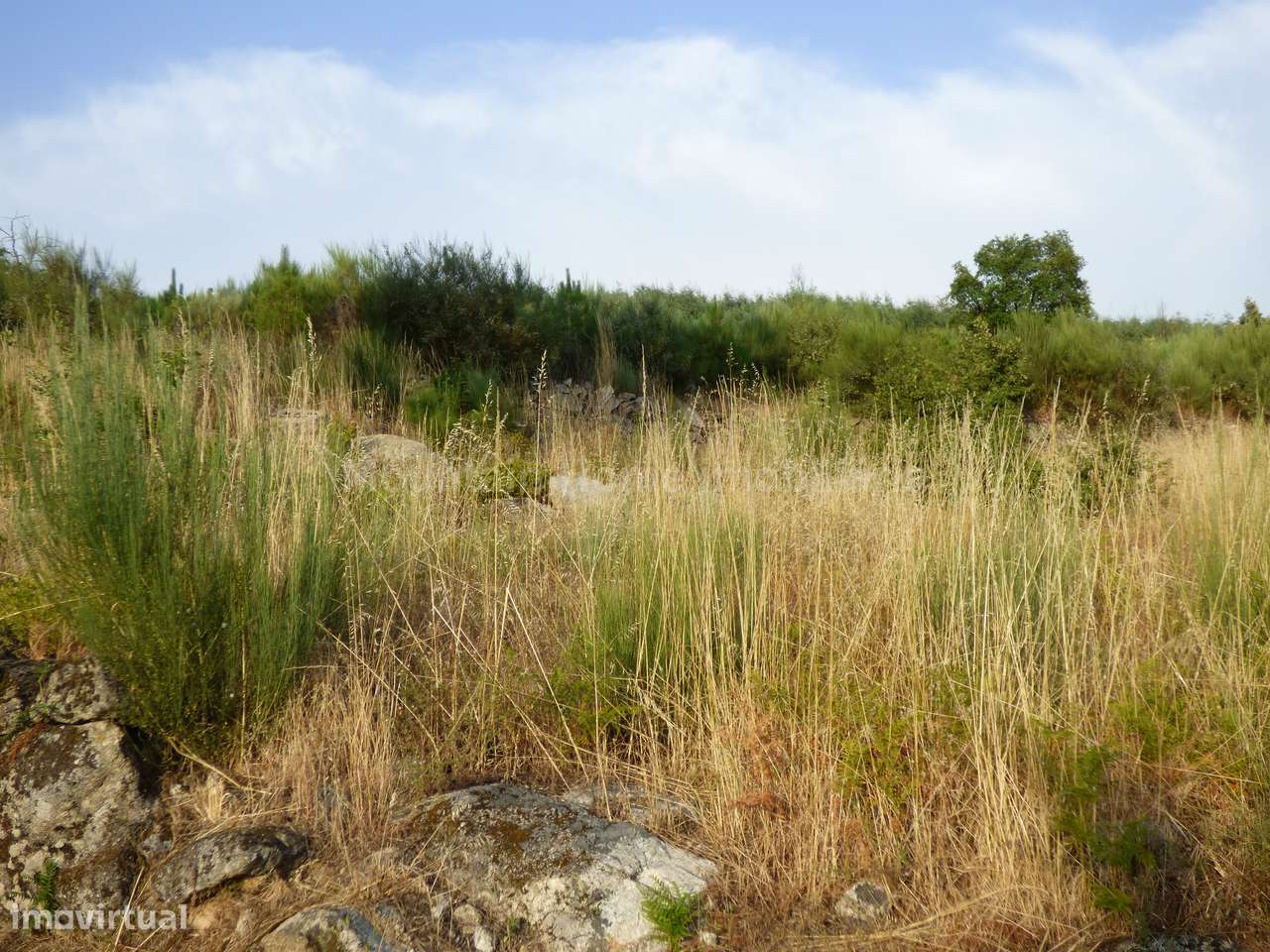 Quintinha  Venda em Ribamondego,Gouveia - Grande imagem: 2/6