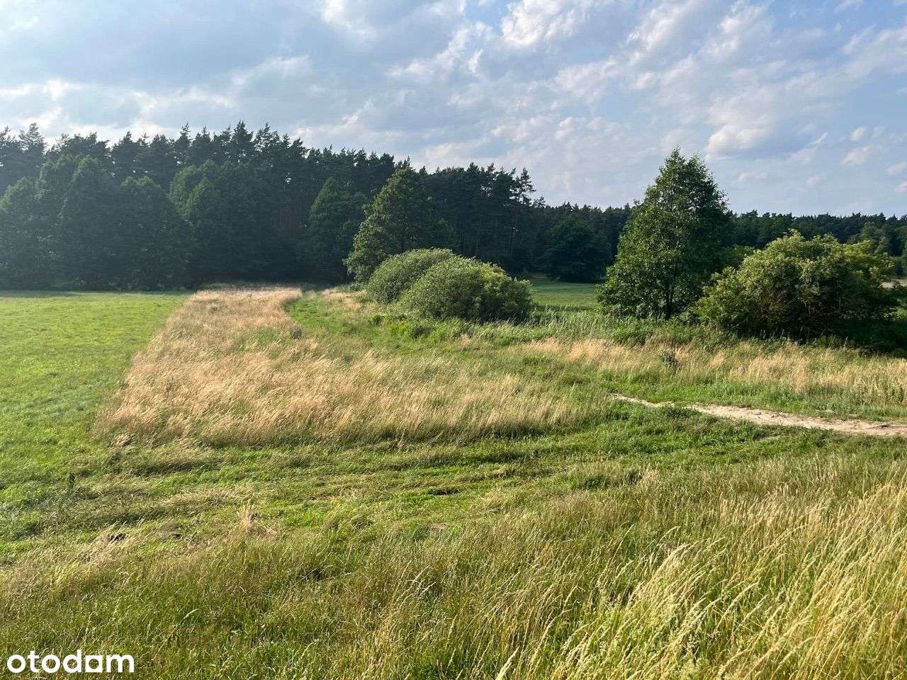 Pięknie położona działka / polana w środku lasu - Pełny obrazek: 5/5