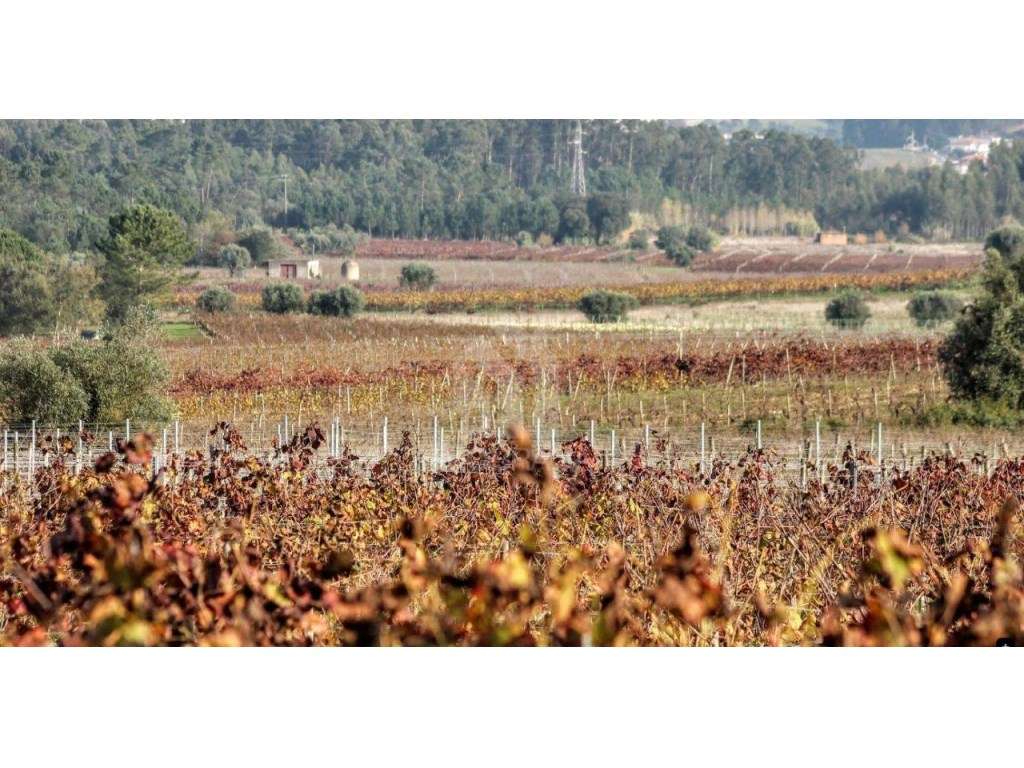 Terreno urbano à venda em São Lourenço do Barro, concelho de Anadia...-11