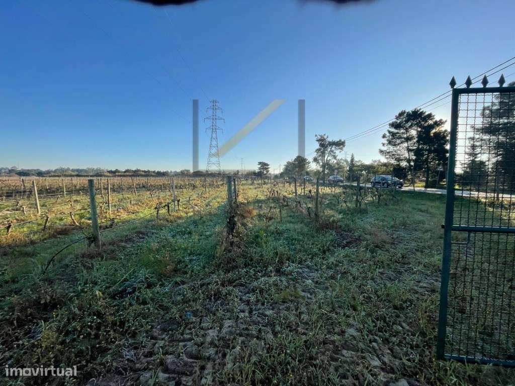 Terreno Rústico com vinhas e furo, Quinta do Anjo, Palmela - Grande imagem: 3/15