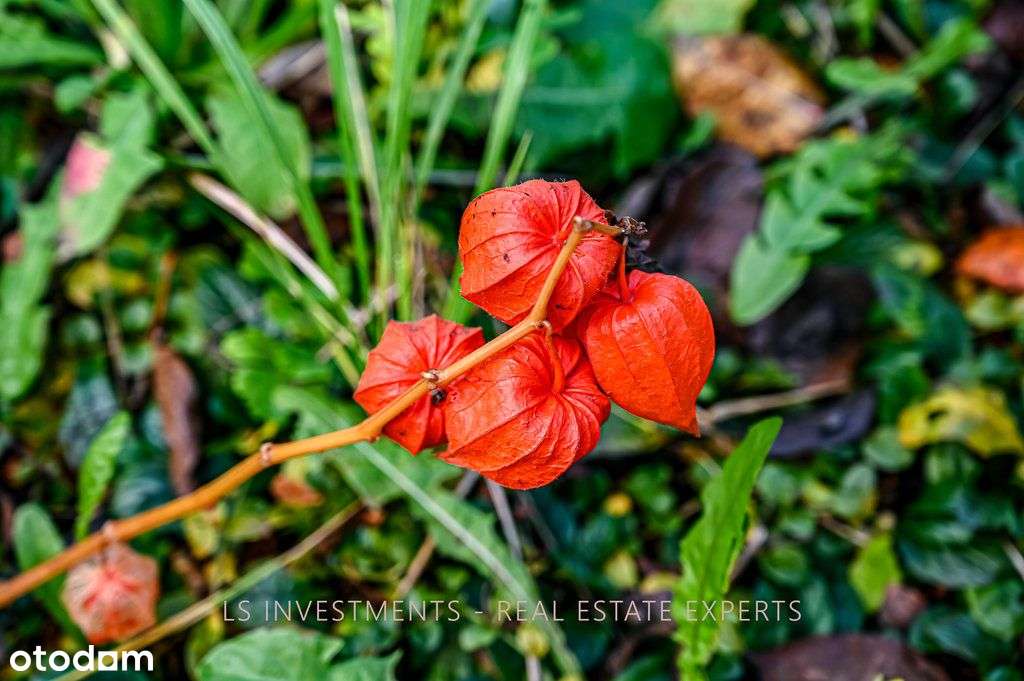 Dwurodzinny dom bliski sercu miasta! Zabobrze ***-2