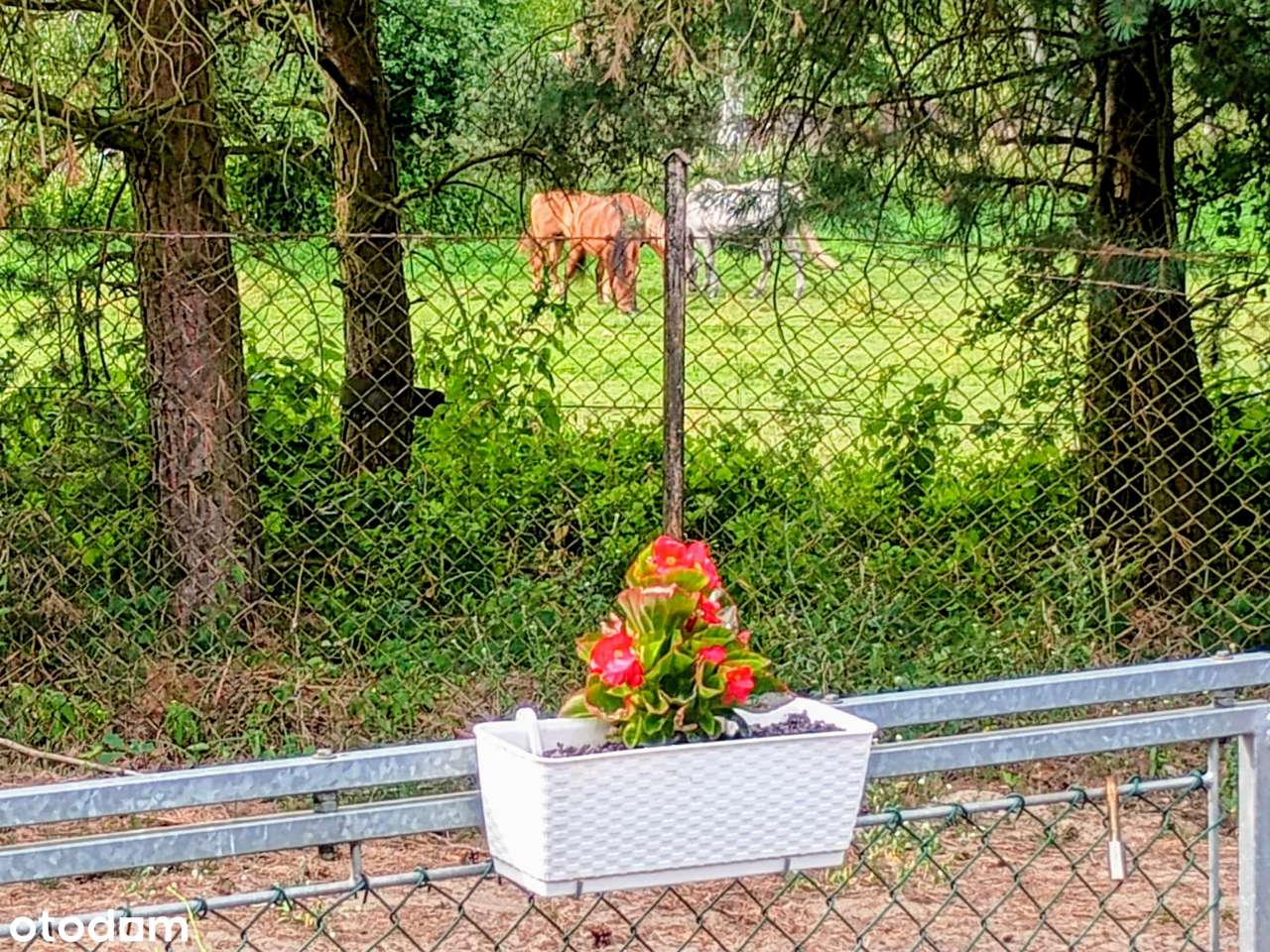 Sława Wlkp., "Szwajcaria Skocka", rekreacyjny, jeziora, lasy, pięknie! - Pełny obrazek: 5/20