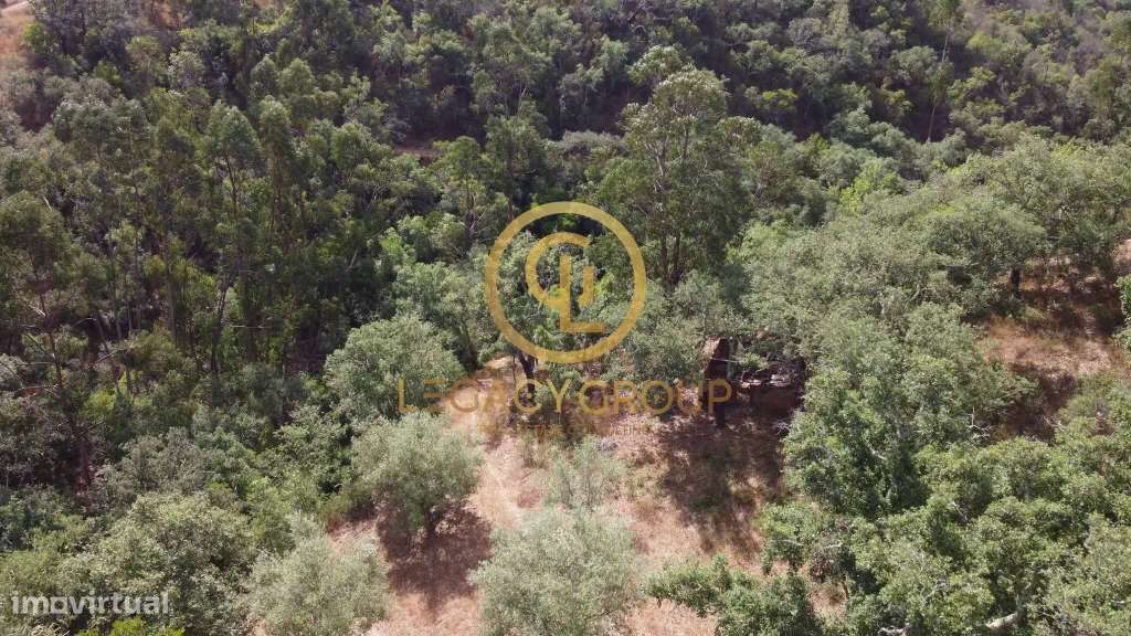 Quinta de 6 hectares perto de São Martinho das Amoreiras-33