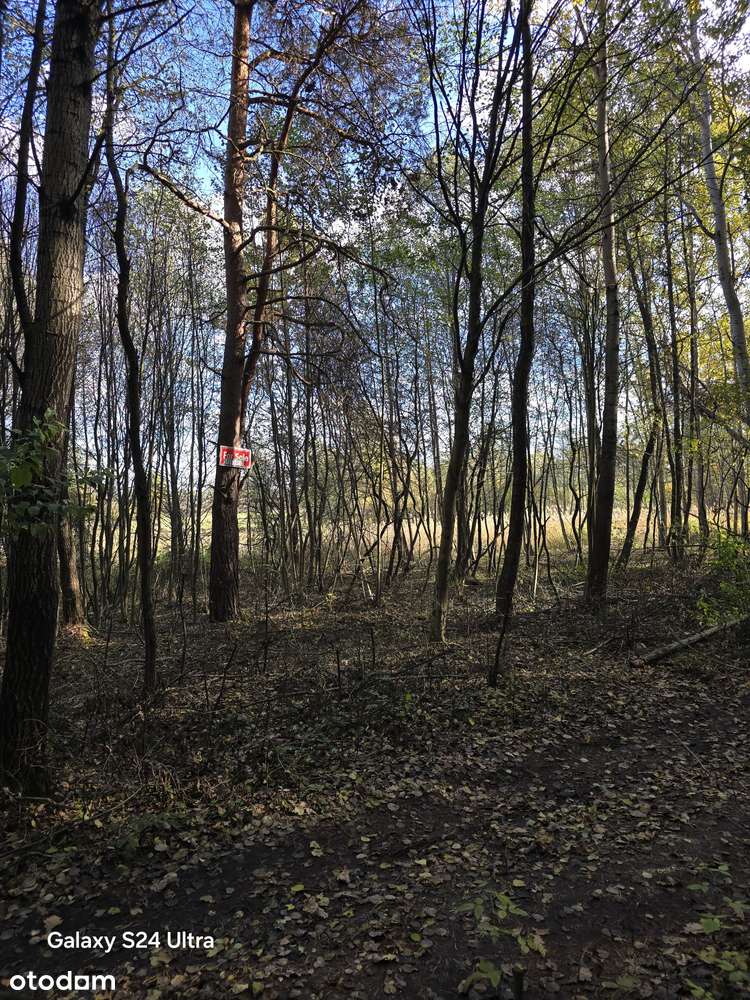 76 arów Ładna duża działka  Zarzecze Rzeczna Kopernika - Pełny obrazek: 5/5