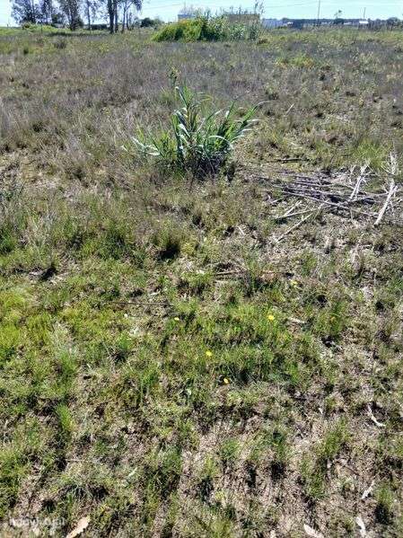 Terreno Rustico  Aluga - Grande imagem: 4/9