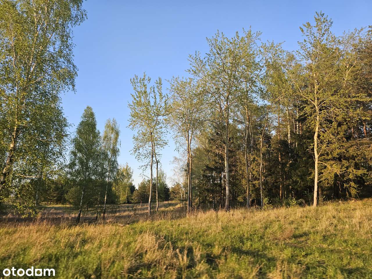 Działka Śniardwy 30 arów 3000m2 Kwik Pisz Mazury - Pełny obrazek: 4/9