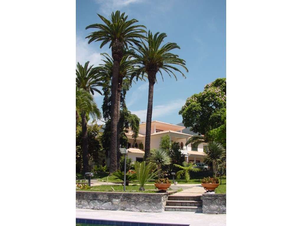 Quinta, Santo António - Grande imagem: 3/9