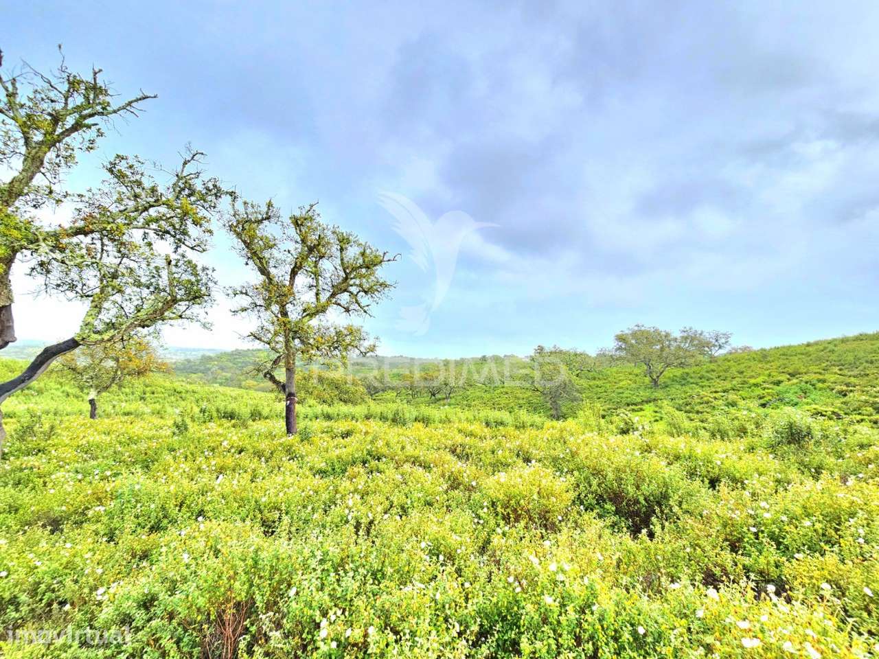 Terreno rústico com 28 hectares - Grande imagem: 5/14