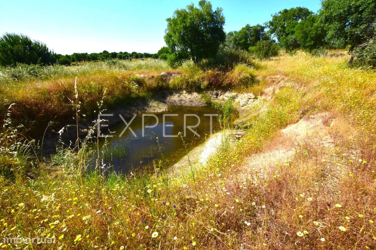 Terreno com 10500 m2 - 2 furos e uma charca - Nisa - Grande imagem: 5/14